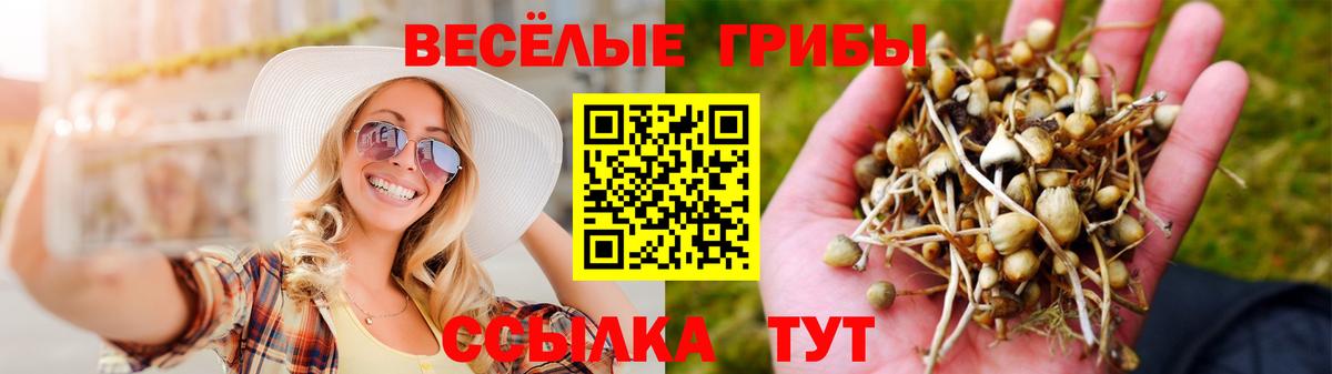 Вичуга  Псилоцибиновые грибы GOLDEN TEACHER  Вход с VPN  сколько стоит  Галлюциногенные грибы Psilocybe 